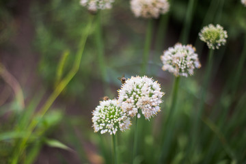 Allium Mount Everest white heads of inflorescences