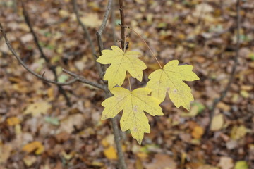  Autumn foliage striking in its multicolor