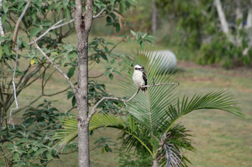 Kookaburra perched on a tree branch