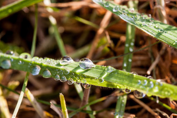 Tautropfen auf Blatt