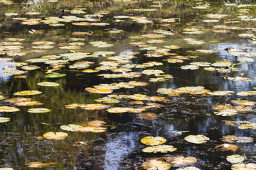 Many water lily leaves on lake surface with forest reflection at autumn in Germany. Little ponds surface in beginning of autumn.