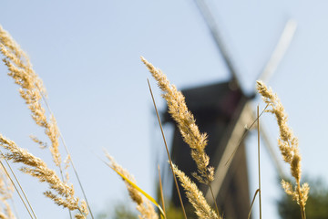 Old  windmill surrounded by high trees with sky in the background
