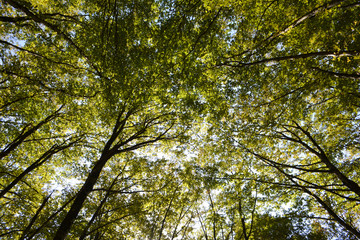 Fototapeta premium Trees with green leaves. Natural green background. Bottom view