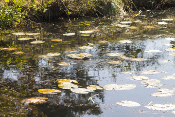 leaves of water lilies on the water in autumn