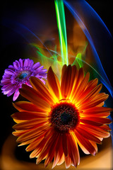 Gerbera orange and gerbera lilac on a multicolored  background, improvization by green, orange and...