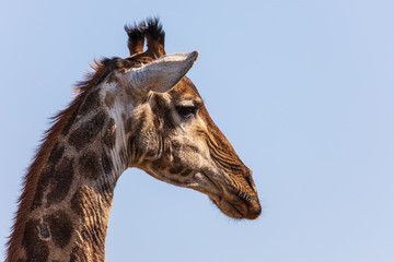 Fototapeta na wymiar Giraffe 14