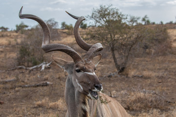 Kudu 17