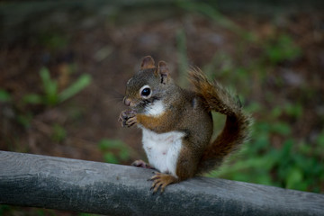 Naklejka na ściany i meble Braunes Eichhörnchen auf einem Holzstamm