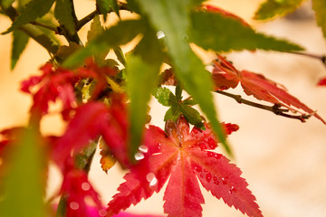 Close-up detail of Japanese Maple Leaves - Acer Palmatum Deshojo Bonsai Tree