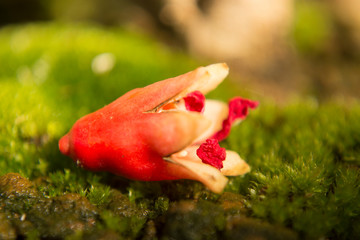 Close-up detail of a Fallen Pomegranate Flower on Bonsai Akadama Soil and Moss