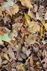 Insect houses are conveniently located on the leaves