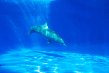 Dolphin swims under the water in aquarium. Blue water