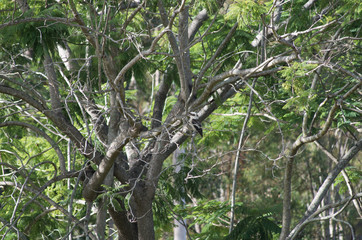 Kookaburra perched on a tree branch