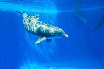 Dolphin swims under the water in aquarium. Blue water