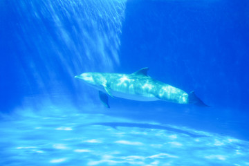 Naklejka premium Dolphin swims under the water in aquarium. Blue water