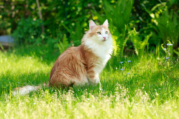 Female norwegian forest cat, red tabby white