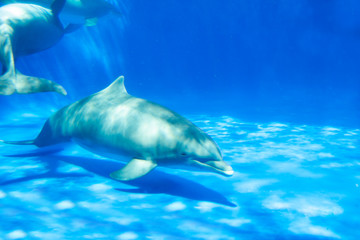 Dolphin swims under the water in aquarium. Blue water