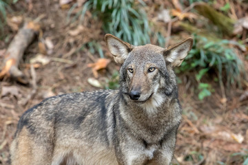Red Wolf (Canis rufus) in Woods