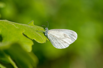 Pieridae / Narin Orman Beyazı / / Leptidea sinapis