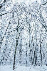 snow forest, trees in the snow, the first snow