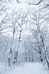 snow forest, trees in the snow, the first snow