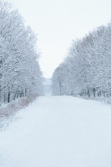 Fototapeta premium snow forest, trees in the snow, the first snow