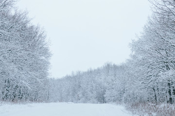snow forest, trees in the snow, the first snow