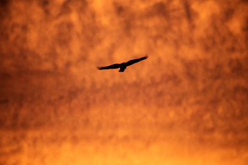 romantic sunset sky with golden clouds
