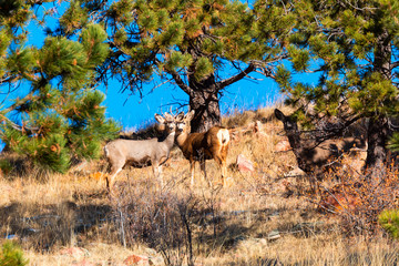 Deer Herd on Mountain