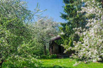 Blooming garden with old apple trees