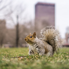 squirrel on grass in a city park  © CoreyOHara