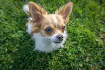 Long haired chihuahua looking up in the grass