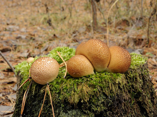Family mushrooms raincoats on an old stump covered with green moss.