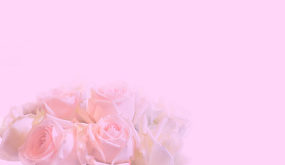 Pink roses bouquet on light pink background, soft focus with copy space for text