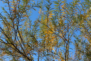 Yellow leaves look beautiful against a blue sky