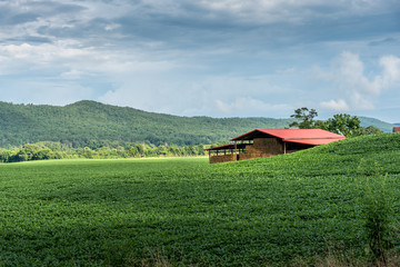 Hays piled and protected from elements in a chattanooga farm