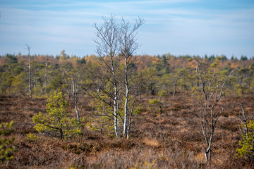 Schwarzes Moor - Rhön