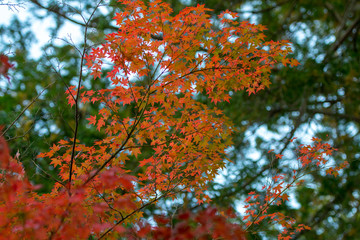 紅葉が色ずき出した公園の葉が美しい