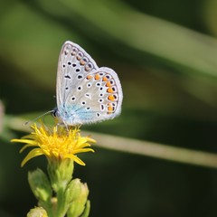 Fototapeta na wymiar Farfalla