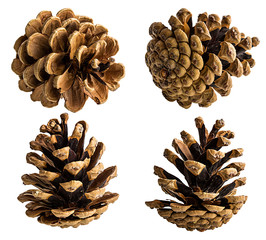 Brown pine cone on white background with clipping pass