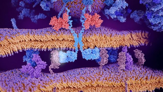A chimeric antigen receptor molecule (light blue) binds to CD19 molecules (magenta) on a leukemia cell, activating a tyrosinkinase (red). The final result is the apoptosis of the cancer cell.
