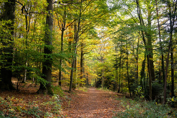 Forest path in autumn with foliage in rich colors (Black Forest, Baden-Wuerttemberg, Germany)