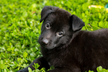 black dog puppy