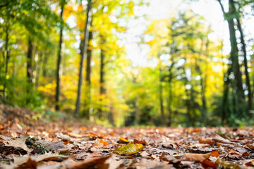 Close-up: Foliage on the forest floor in autumn (Black Forest, Baden-Wuerttemberg, Germany)