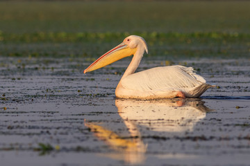 white pelican in Danube Delta, Romania