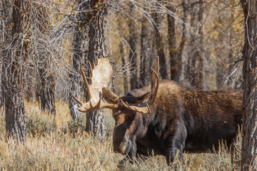 Naklejka na ściany i meble Bull Shiras Moose in Rut in Wyoming in Autumn