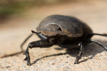 black beetle