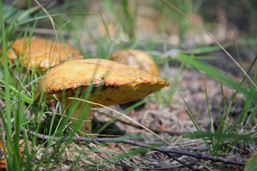 Mushroom in the forest