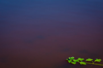 Plante d'eau isolé dans le coin droit de l'image