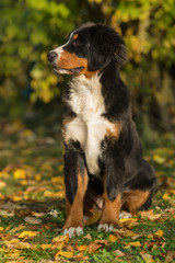 Berner Sennenhund sitzt im Garten